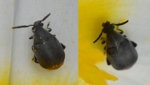 Bruchidius siliquastri
